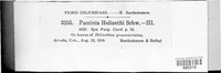 Puccinia helianthi image